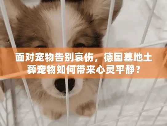 面对宠物告别哀伤，德国墓地土葬宠物如何带来心灵平静？