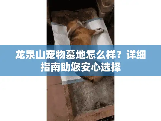 龙泉山宠物墓地怎么样？详细指南助您安心选择