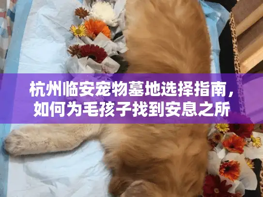 杭州临安宠物墓地选择指南，如何为毛孩子找到安息之所