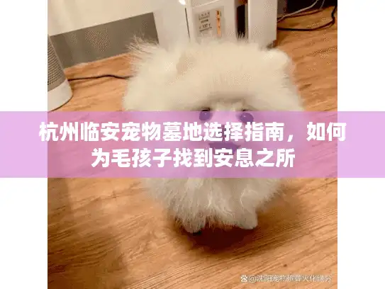杭州临安宠物墓地选择指南，如何为毛孩子找到安息之所