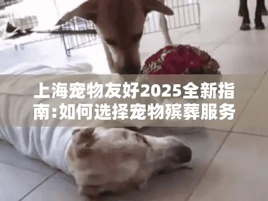 上海宠物友好2025全新指南:如何选择宠物殡葬服务机构?