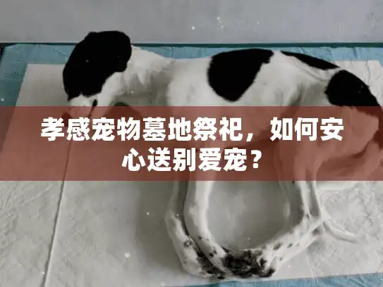 孝感宠物墓地祭祀，如何安心送别爱宠？