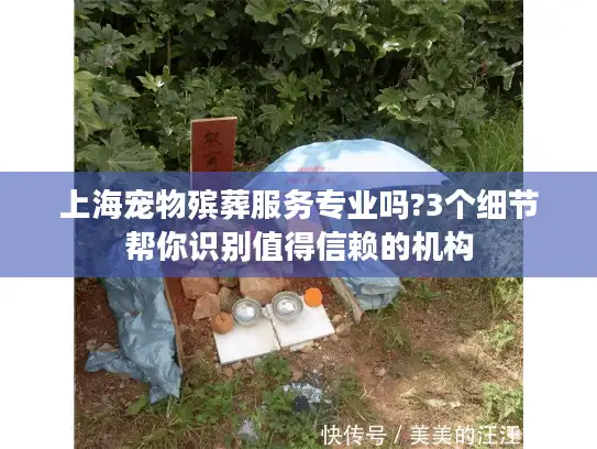 上海宠物殡葬服务专业吗?3个细节帮你识别值得信赖的机构