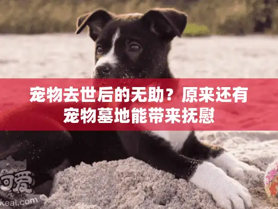 宠物去世后的无助？原来还有宠物墓地能带来抚慰