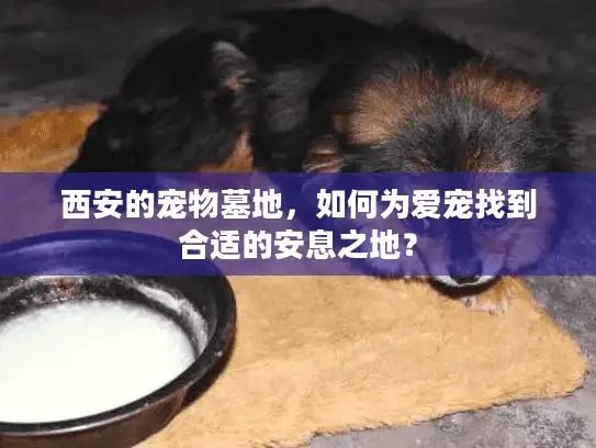 西安的宠物墓地，如何为爱宠找到合适的安息之地？