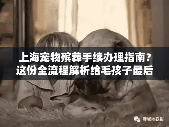 上海宠物殡葬手续办理指南？这份全流程解析给毛孩子最后的体面