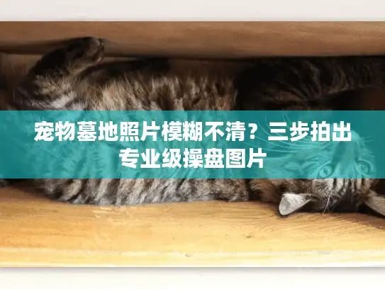 宠物墓地照片模糊不清？三步拍出专业级操盘图片