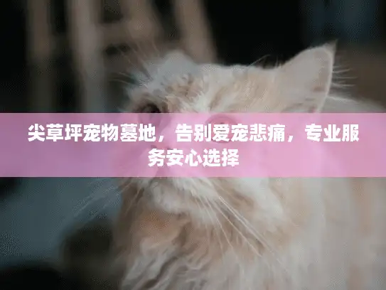 尖草坪宠物墓地，告别爱宠悲痛，专业服务安心选择
