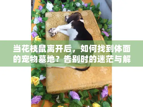 当花枝鼠离开后，如何找到体面的宠物墓地？告别时的迷茫与解决之道