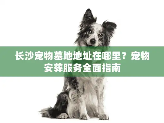 长沙宠物墓地地址在哪里？宠物安葬服务全面指南