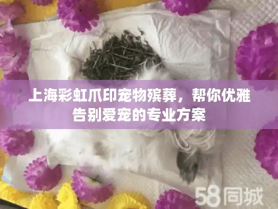 上海彩虹爪印宠物殡葬，帮你优雅告别爱宠的专业方案