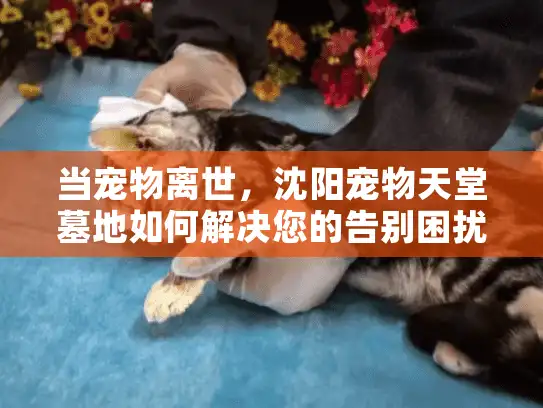 当宠物离世，沈阳宠物天堂墓地如何解决您的告别困扰？