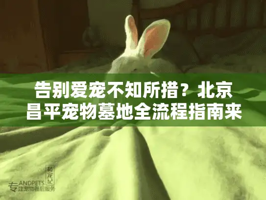 告别爱宠不知所措？北京昌平宠物墓地全流程指南来了