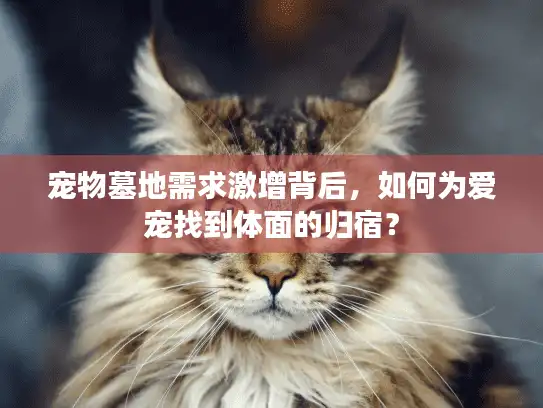 宠物墓地需求激增背后，如何为爱宠找到体面的归宿？