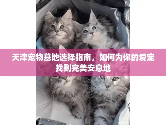 天津宠物墓地选择指南，如何为你的爱宠找到完美安息地