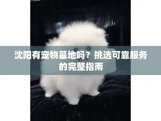 沈阳有宠物墓地吗？挑选可靠服务的完整指南