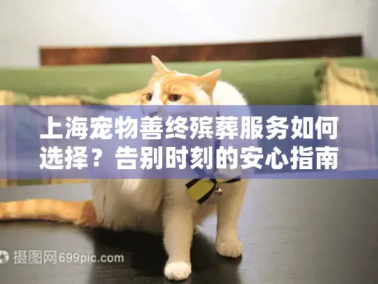 上海宠物善终殡葬服务如何选择？告别时刻的安心指南