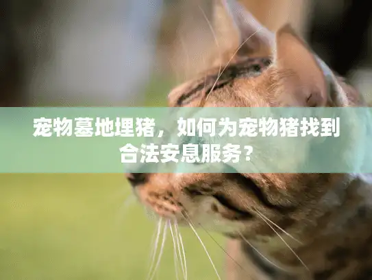 宠物墓地埋猪，如何为宠物猪找到合法安息服务？