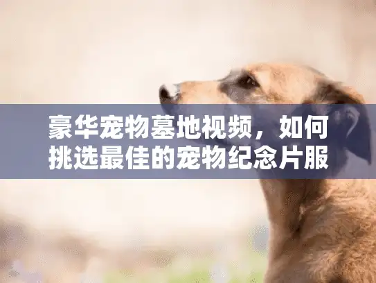 豪华宠物墓地视频，如何挑选最佳的宠物纪念片服务？