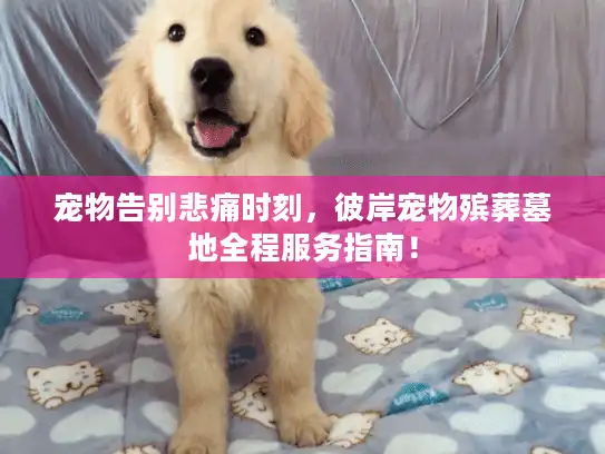 宠物告别悲痛时刻，彼岸宠物殡葬墓地全程服务指南！