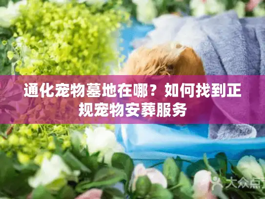 通化宠物墓地在哪？如何找到正规宠物安葬服务