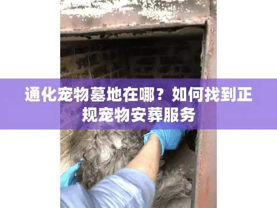 通化宠物墓地在哪？如何找到正规宠物安葬服务