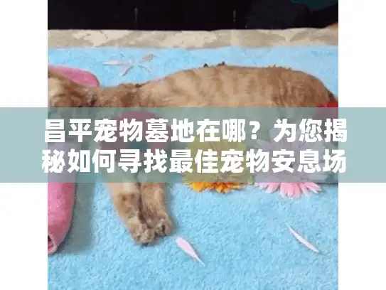 昌平宠物墓地在哪？为您揭秘如何寻找最佳宠物安息场所