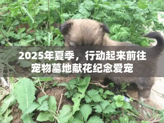 2025年夏季，行动起来前往宠物墓地献花纪念爱宠