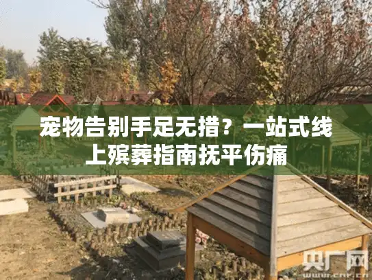 宠物告别手足无措？一站式线上殡葬指南抚平伤痛
