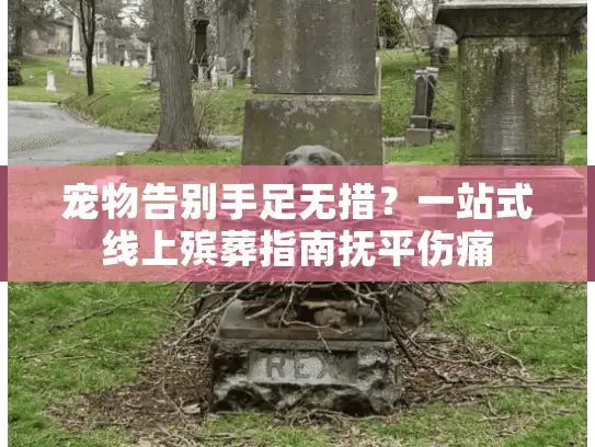 宠物告别手足无措？一站式线上殡葬指南抚平伤痛