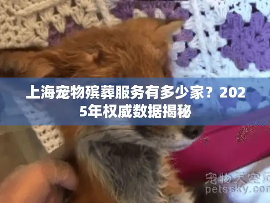上海宠物殡葬服务有多少家？2025年权威数据揭秘