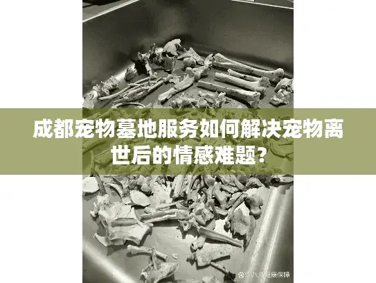 成都宠物墓地服务如何解决宠物离世后的情感难题？