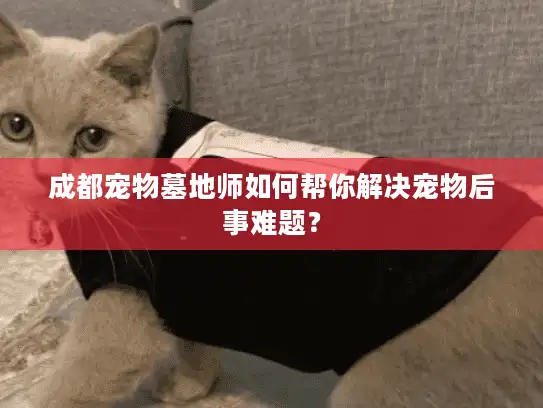 成都宠物墓地师如何帮你解决宠物后事难题？