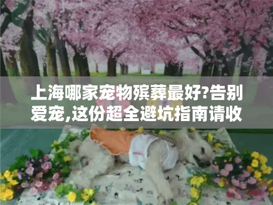 上海哪家宠物殡葬最好?告别爱宠,这份超全避坑指南请收好
