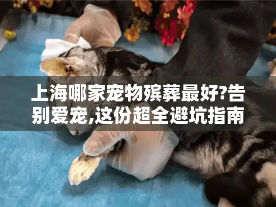 上海哪家宠物殡葬最好?告别爱宠,这份超全避坑指南请收好