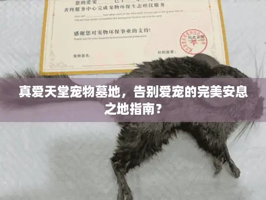 真爱天堂宠物墓地，告别爱宠的完美安息之地指南？
