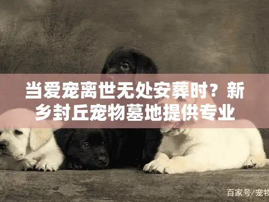 当爱宠离世无处安葬时？新乡封丘宠物墓地提供专业告别方案