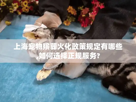 上海宠物殡葬火化政策规定有哪些,如何选择正规服务?