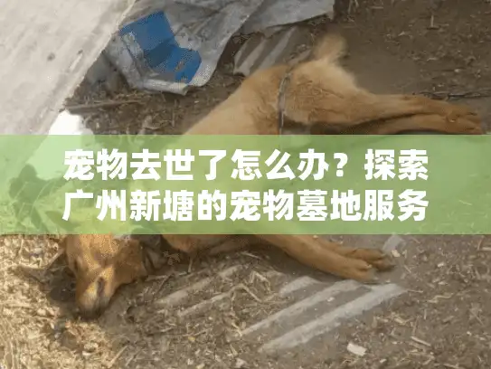 宠物去世了怎么办？探索广州新塘的宠物墓地服务选择指南