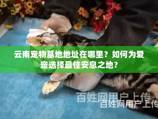 云南宠物墓地地址在哪里？如何为爱宠选择最佳安息之地？