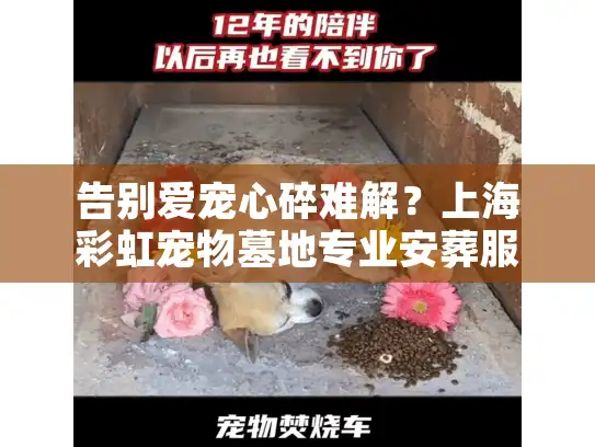 告别爱宠心碎难解？上海彩虹宠物墓地专业安葬服务
