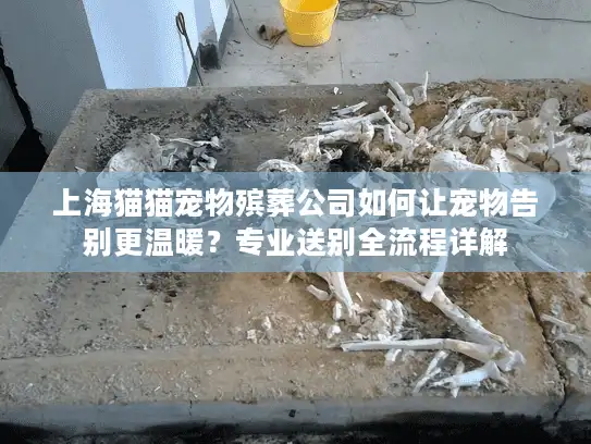 上海猫猫宠物殡葬公司如何让宠物告别更温暖？专业送别全流程详解