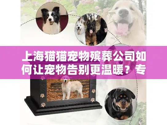 上海猫猫宠物殡葬公司如何让宠物告别更温暖？专业送别全流程详解