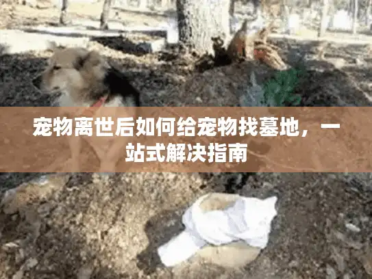 宠物离世后如何给宠物找墓地，一站式解决指南