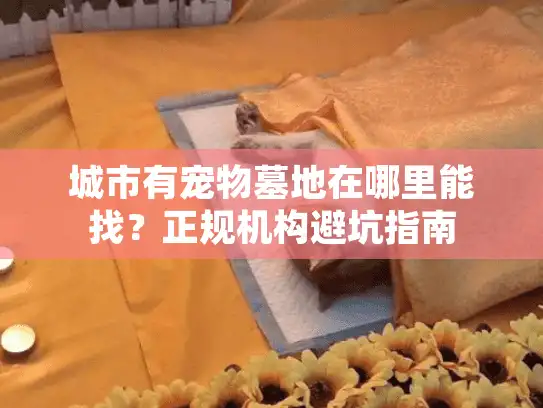 城市有宠物墓地在哪里能找？正规机构避坑指南