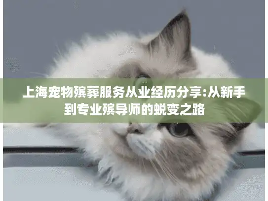 上海宠物殡葬服务从业经历分享:从新手到专业殡导师的蜕变之路