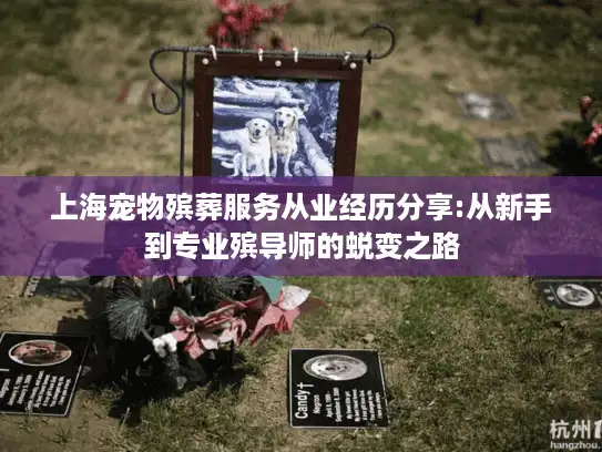 上海宠物殡葬服务从业经历分享:从新手到专业殡导师的蜕变之路
