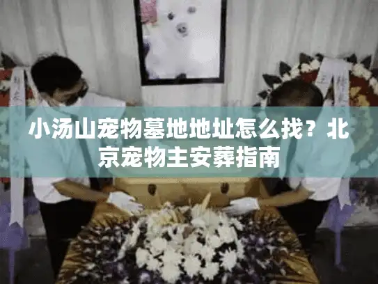 小汤山宠物墓地地址怎么找？北京宠物主安葬指南
