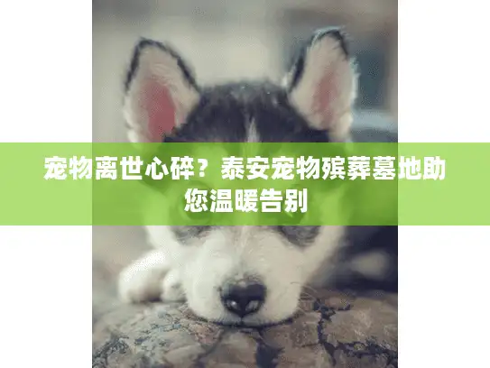 宠物离世心碎？泰安宠物殡葬墓地助您温暖告别