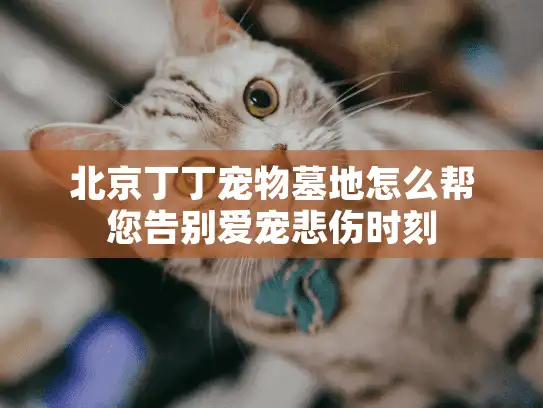 北京丁丁宠物墓地怎么帮您告别爱宠悲伤时刻